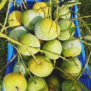 বারি - ৪ আম ১১ কেজি